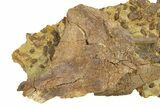 Fossil Dinosaur Bones & Tendons in Sandstone - Wyoming #292640-1